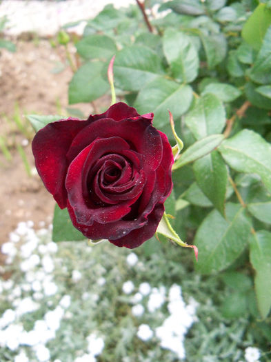 101_9481 - BLACK BACCARA III 2013