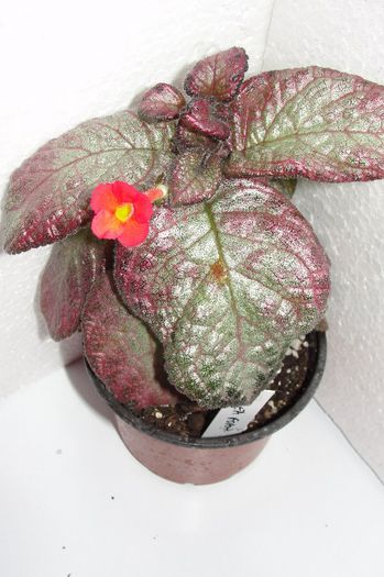 Sea Foam - Episcia S