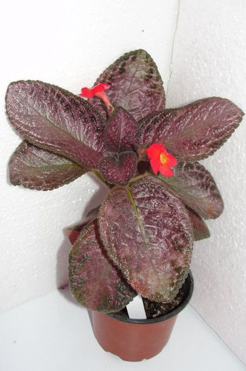 Coco - Episcia C