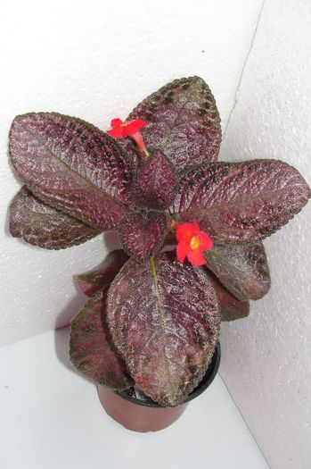  - Episcia C