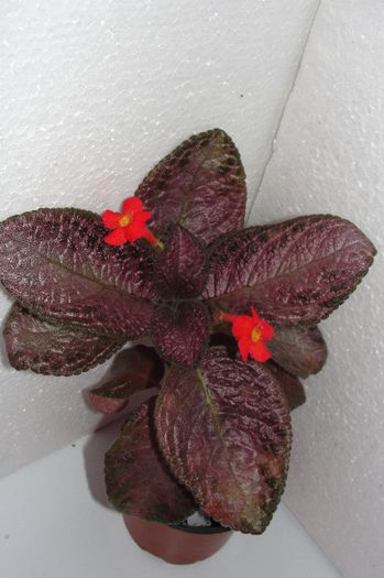  - Episcia C