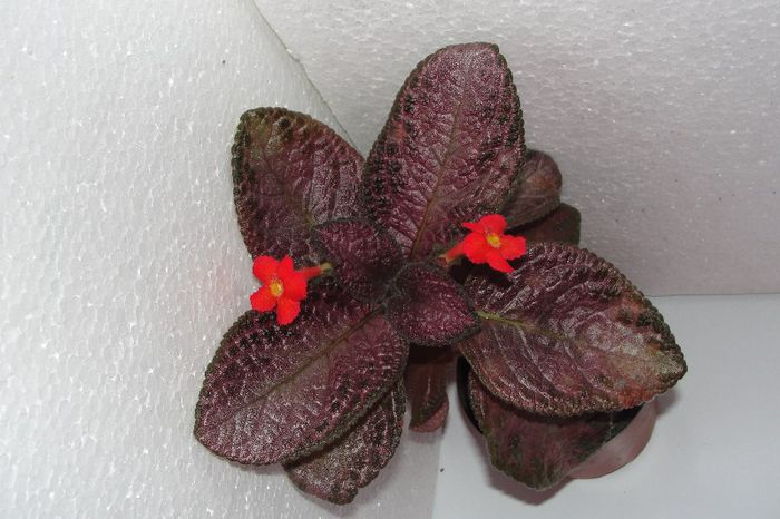  - Episcia C