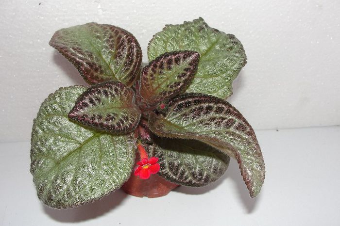 Thads Lavander Lady - Episcia Thads