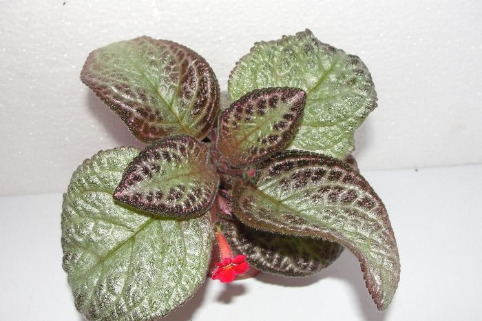  - Episcia Thads