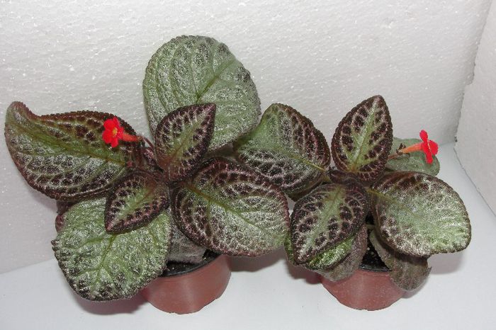  - Episcia Thads