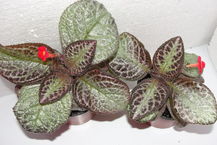  - Episcia Thads