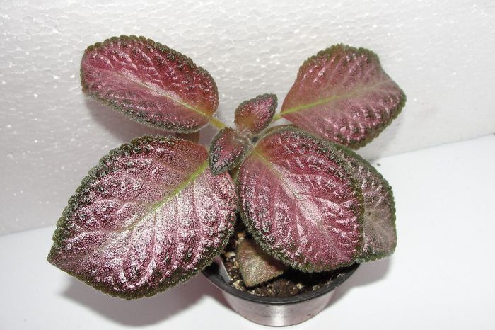 Strawberry Patch - Episcia S