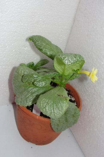 Thads Yellow Bird - Episcia Thads