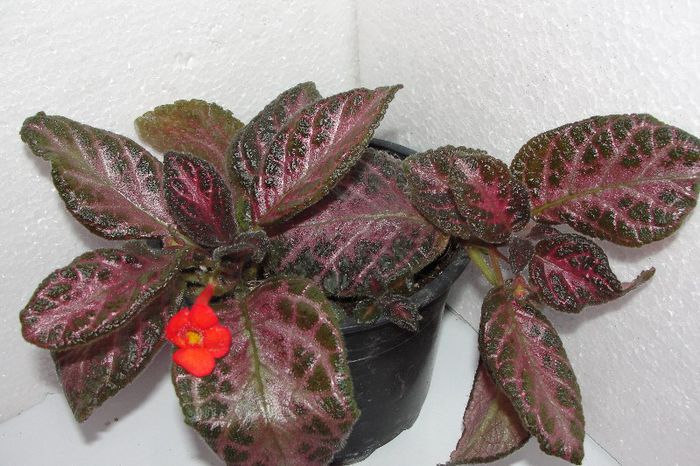 Jims Rose Garden - Episcia Jim_s