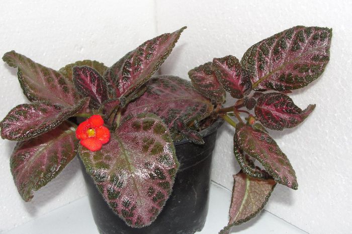  - Episcia Jim_s