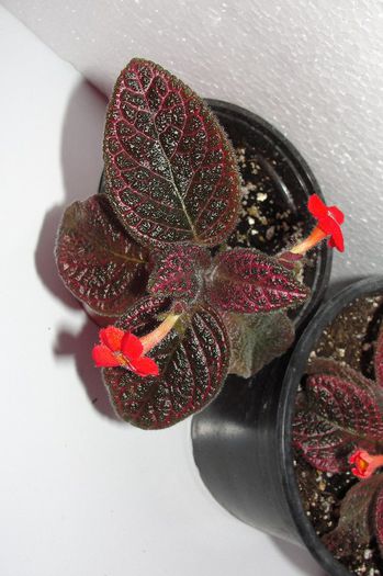 Pink Gator - Episcia P
