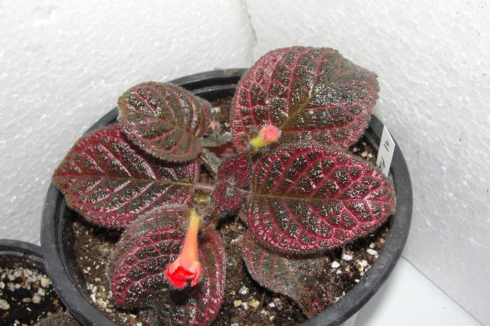  - Episcia P