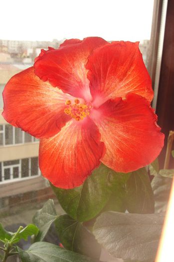 hibiscus Moorea Rita
