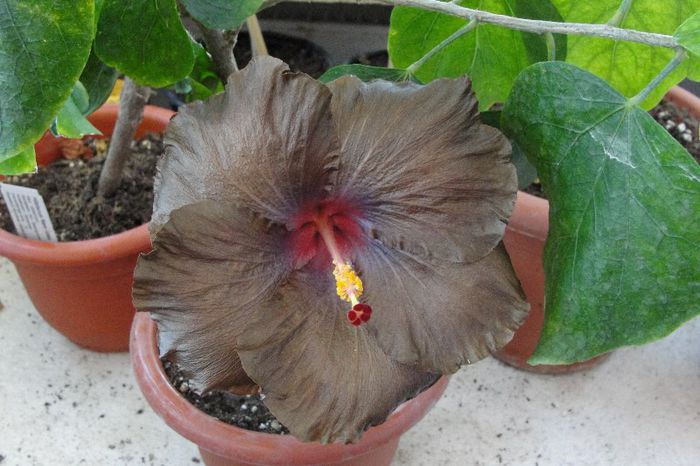 hibiscus Wallflower
