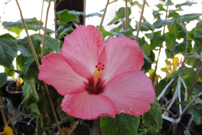 hibiscua Amour