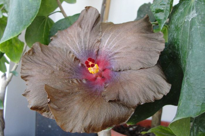 hibiscus Wallflower