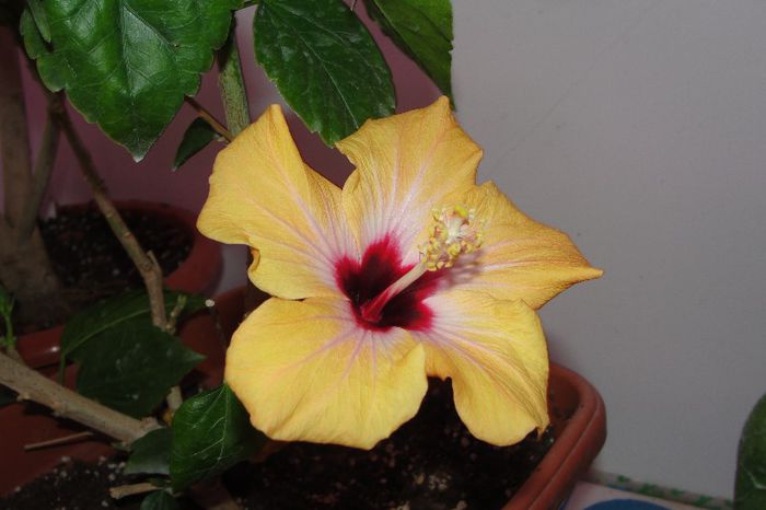 - Hibiscus-1