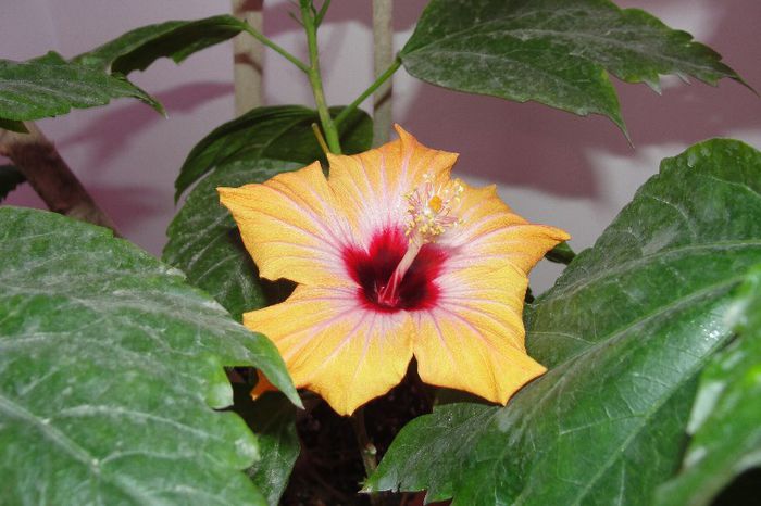  - Hibiscus-1
