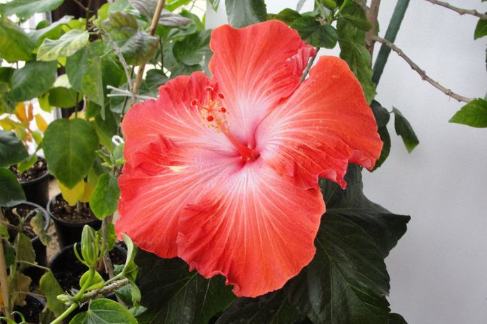 hibiscus Bob Harkins