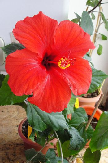 hibiscus Nihi - Hibiscus-1