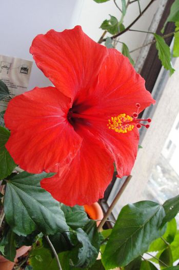  - Hibiscus-1