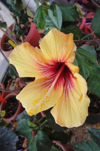  - Hibiscus-1