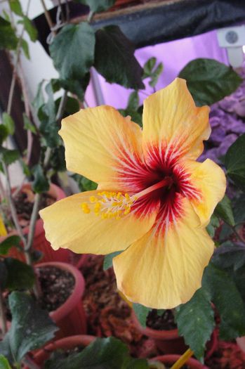  - Hibiscus-1