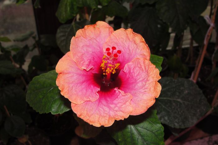 hibiscus Erin Rachel