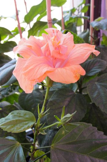  - Hibiscus-1