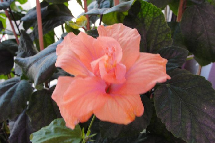  - Hibiscus-1