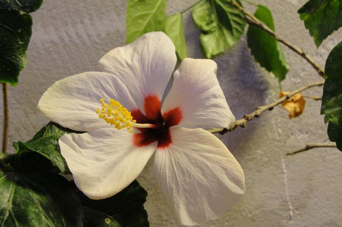  - Hibiscus-1