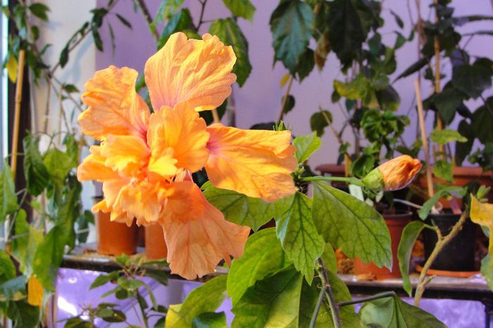 hibiscus El capitolio Sport - Hibiscus-1