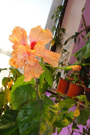  - Hibiscus-1