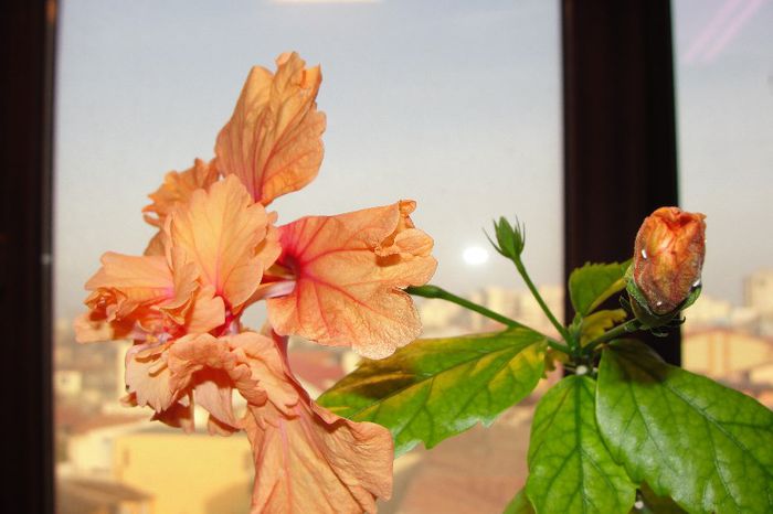  - Hibiscus-1
