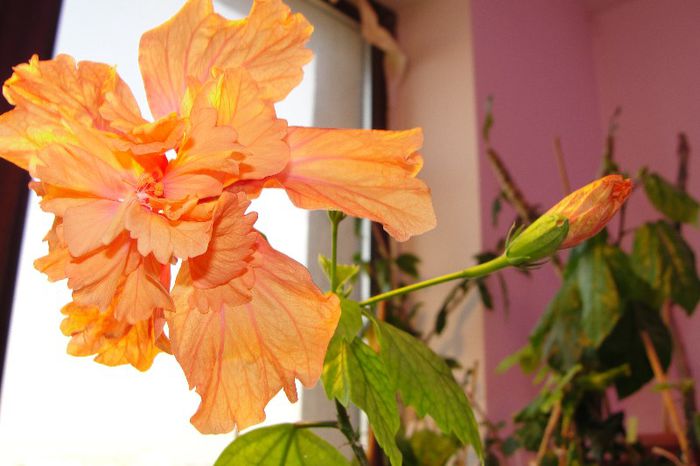  - Hibiscus-1