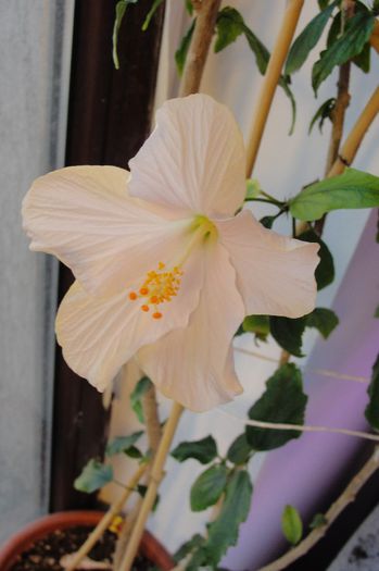  - Hibiscus-1