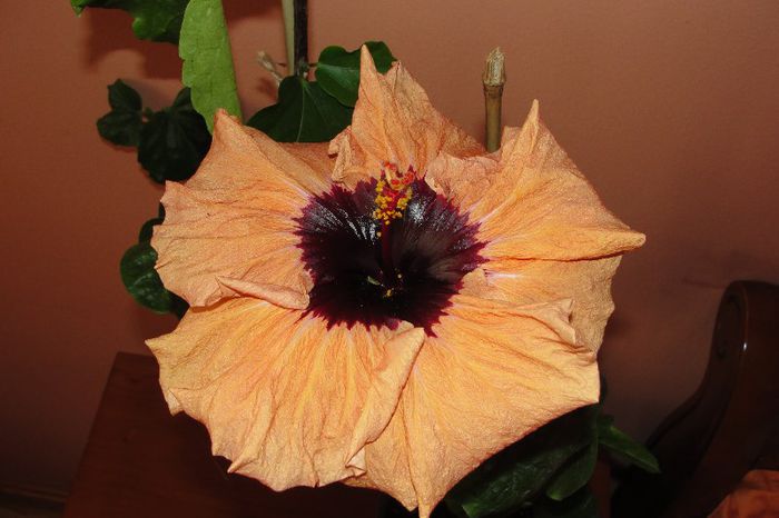 hibiscus Paper Tree