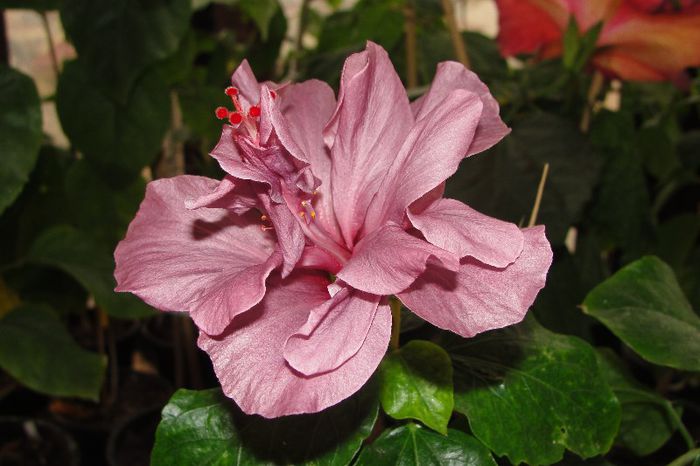 hibiscus Blue Diamond