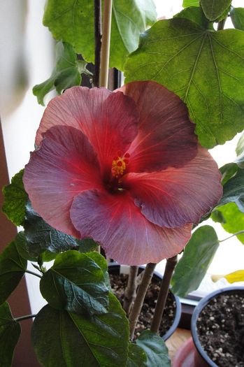 hibiscus Bayou Irene