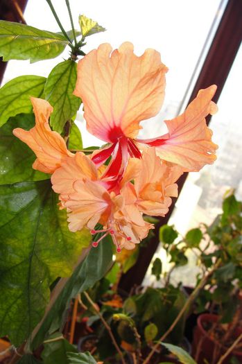  - Hibiscus-1