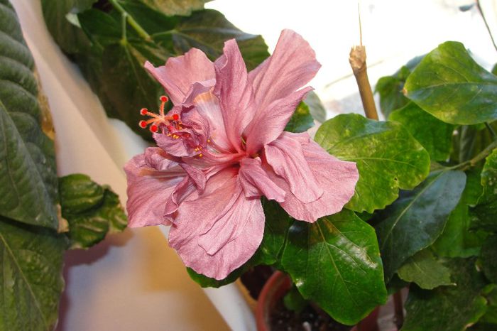  - Hibiscus-1