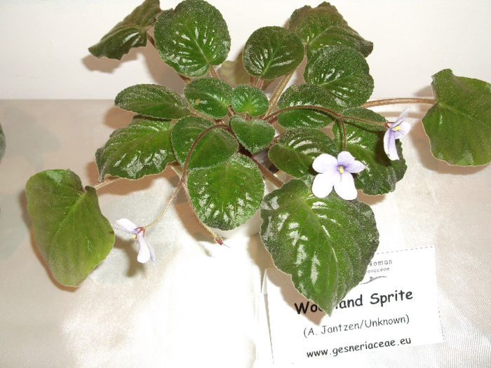 DSCF1564 - EXPOZITIE VIOLETE AFRICANE SI ALTE GESNERIACEAE 10-12 MAI 2013