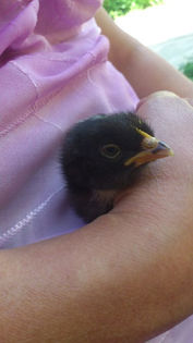 DSC_00006 (2) - EXPOZITIE VIOLETE AFRICANE SI ALTE GESNERIACEAE 10-12 MAI 2013