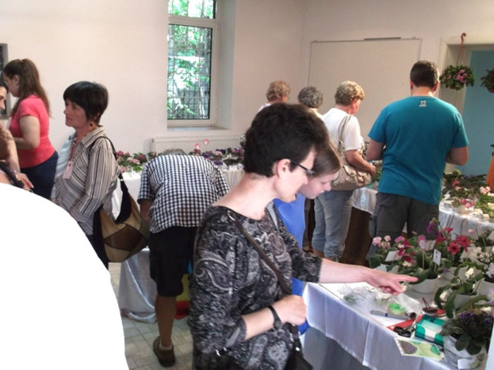 Expo ziua 3 (4) - EXPOZITIE VIOLETE AFRICANE SI ALTE GESNERIACEAE 10-12 MAI 2013