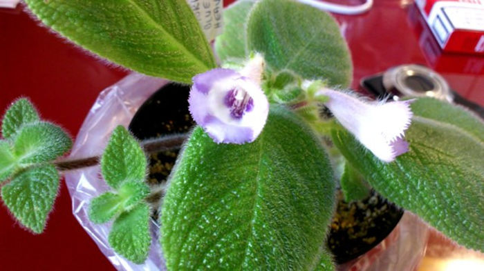 Fimbriata Blue Heaven (1)