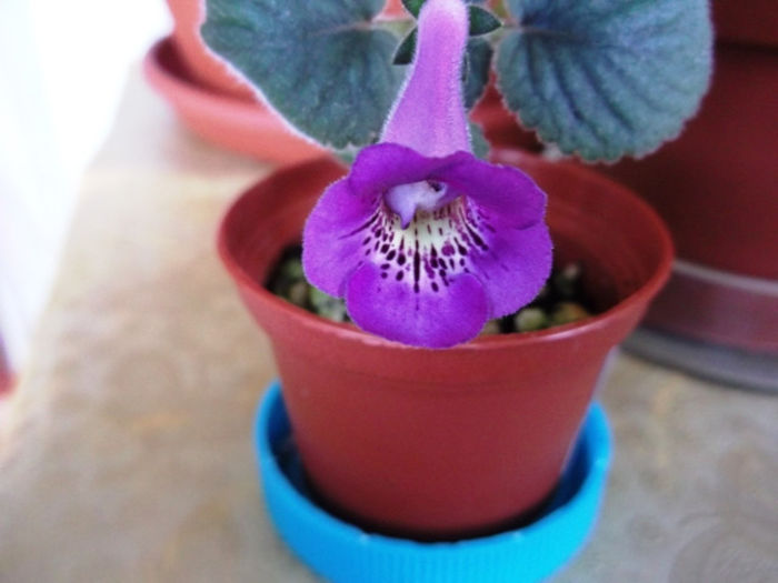 HCY's Aries (2) - Mini Sinningia