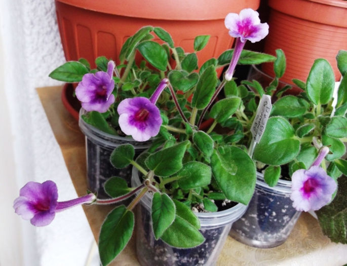 Hibrizi din seminte (1) - Mini Sinningia