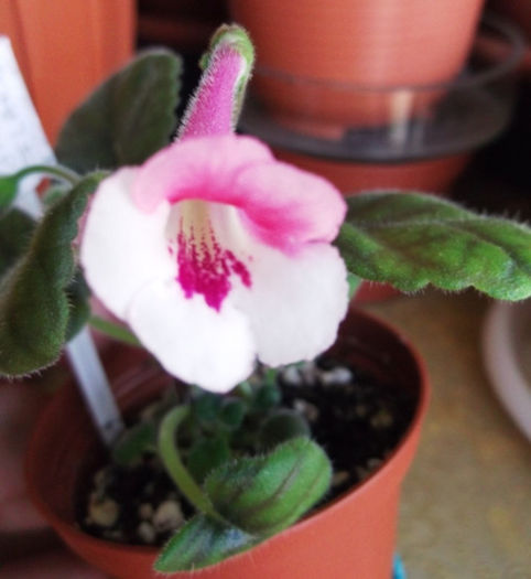 JKL's Flare (1) - Mini Sinningia