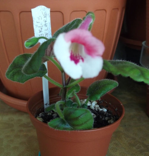 JKL's Flare (2) - Mini Sinningia