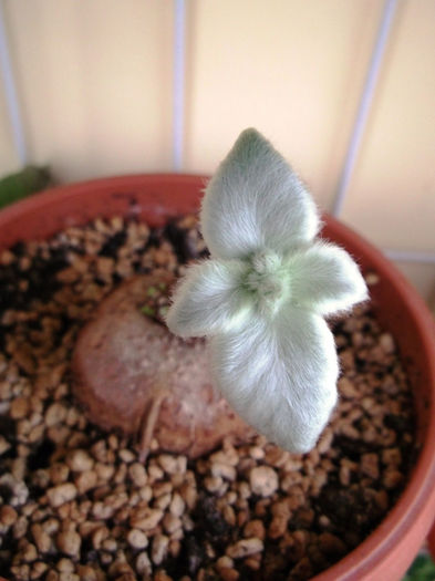 Leucotricha (1) - Mini Sinningia